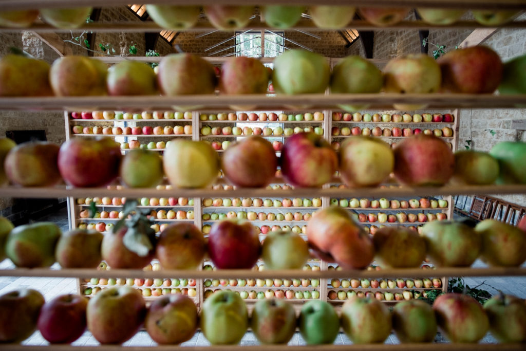 Apples on display for harvest