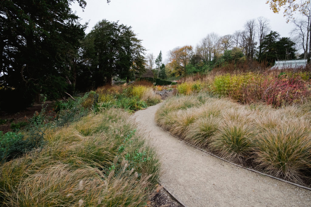 Grasses in the newt gardens