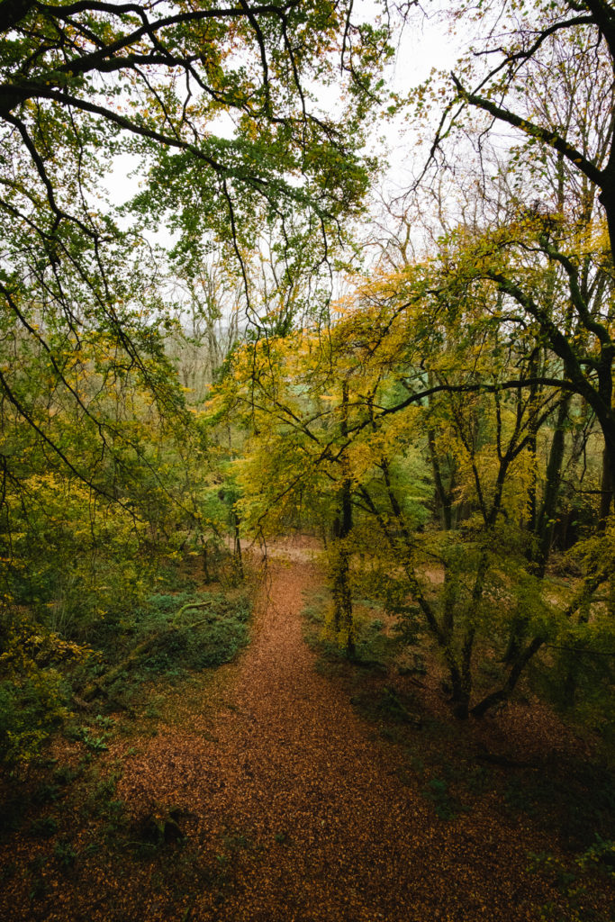 Ancient somerset woodland
